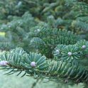 Abies koreana rameau